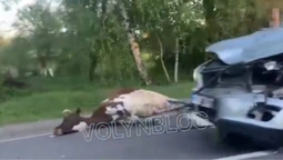 У Луцькому районі авто збило корову (відео 18+)